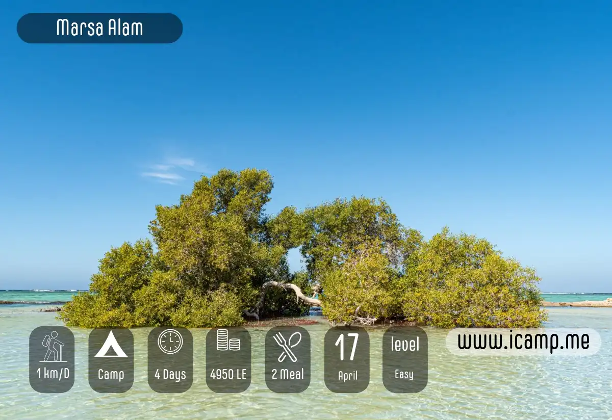 Clear shallow water with lush green mangroves under a bright blue sky, creating a peaceful coastal scene